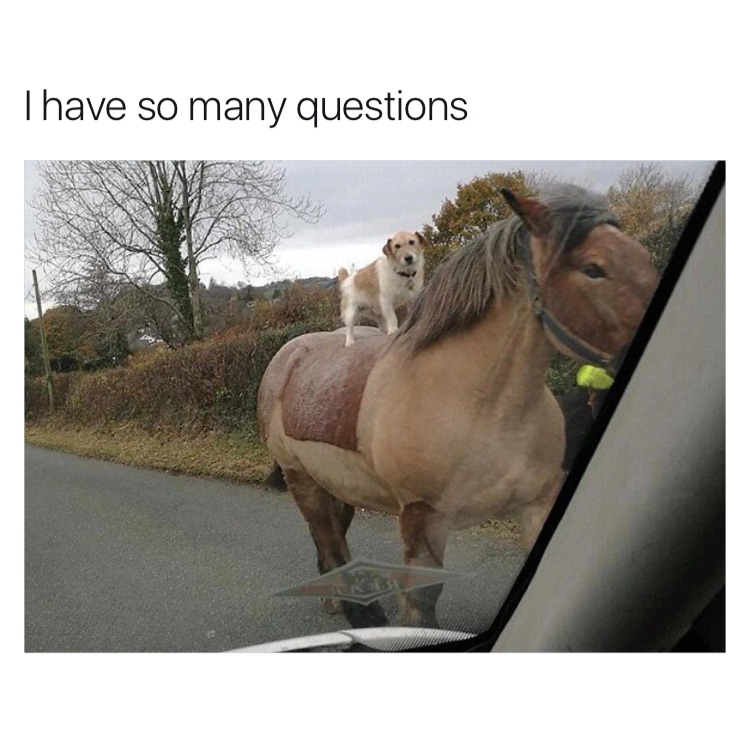 memes - dog on a horse - Thave so many questions