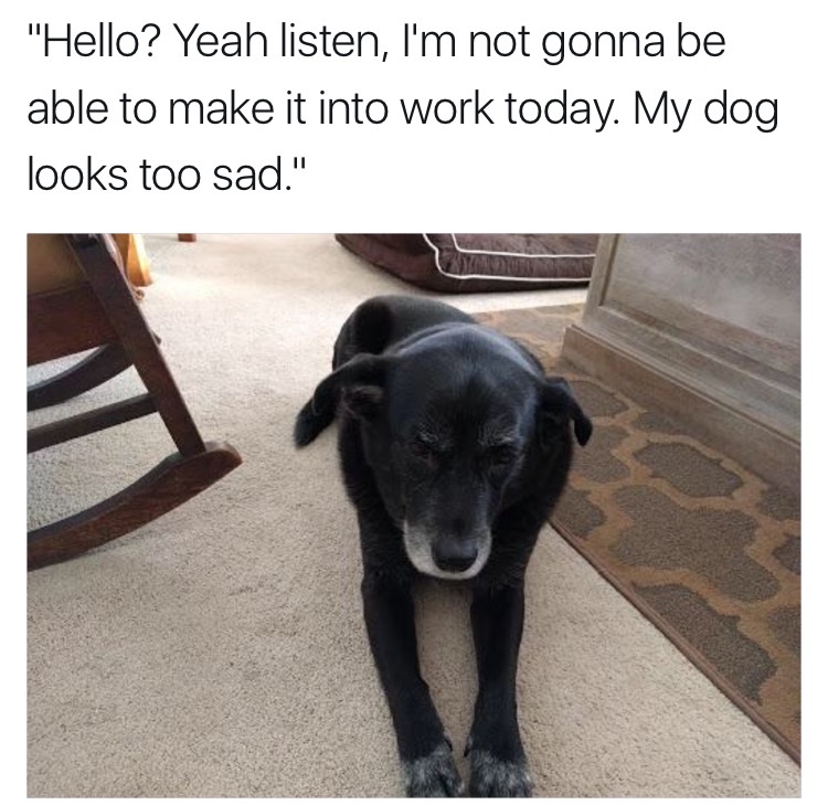 memes - my dog looks too sad - "Hello? Yeah listen, I'm not gonna be able to make it into work today. My dog looks too sad."