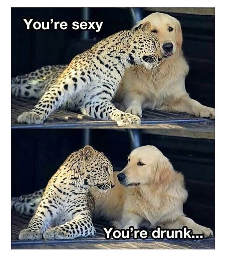 memes - animal sexy memes - You're sexy You're drunk...