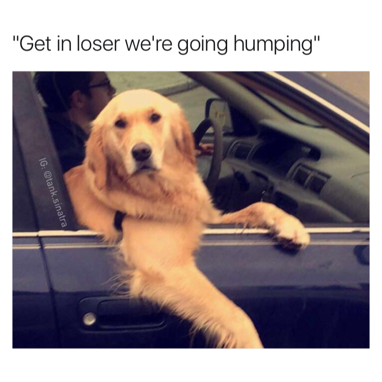 memes - get in loser we re going humping - "Get in loser we're going humping" Ig .sinatra