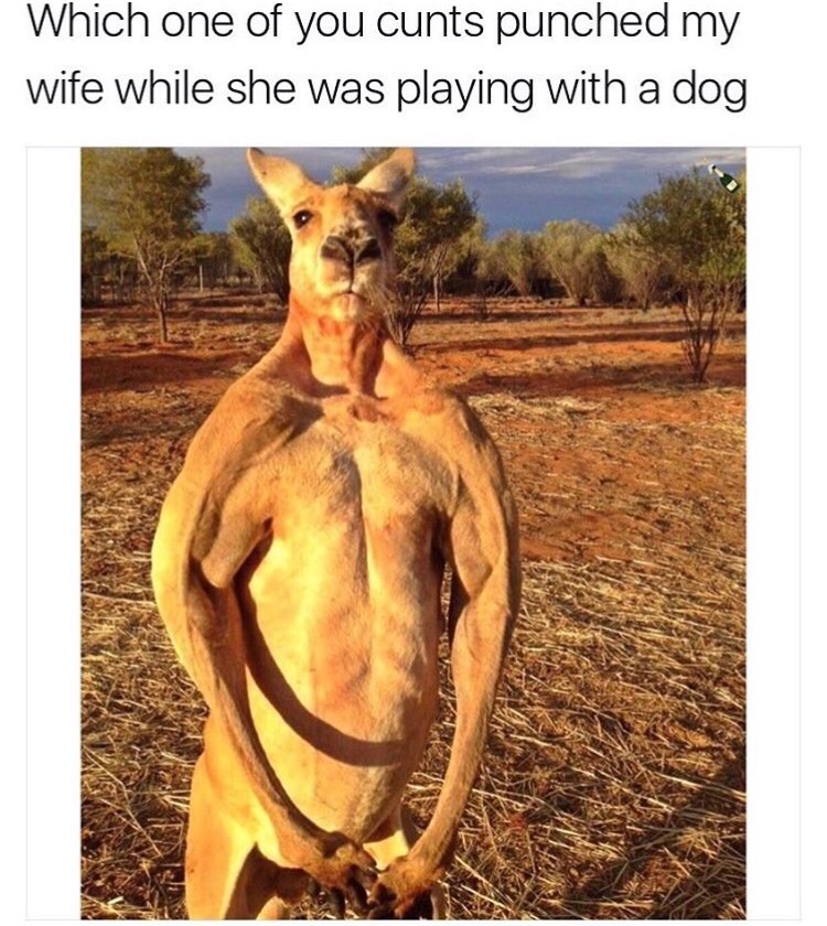 memes - hard kangaroo - Which one of you cunts punched my wife while she was playing with a dog