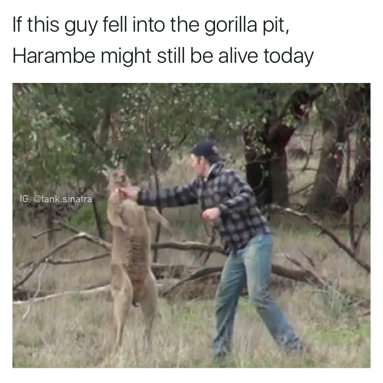 memes - man punches kangaroo - If this guy fell into the gorilla pit, Harambe might still be alive today Ig .sinatra