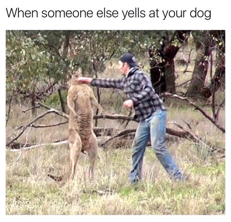 memes - punch a kangaroo - When someone else yells at your dog