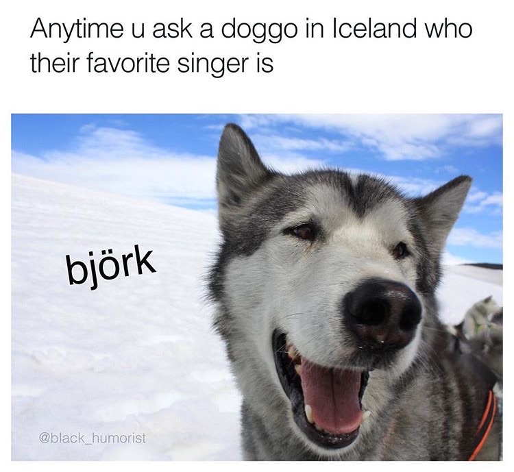 memes - bjork doggo - Anytime u ask a doggo in Iceland who their favorite singer is bjrk