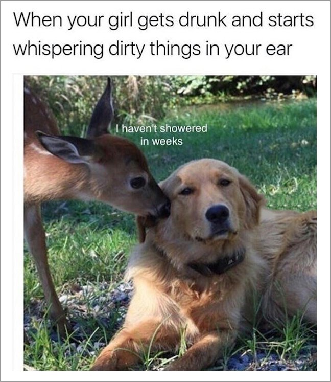 memes - forest doggo - When your girl gets drunk and starts whispering dirty things in your ear I haven't showered in weeks