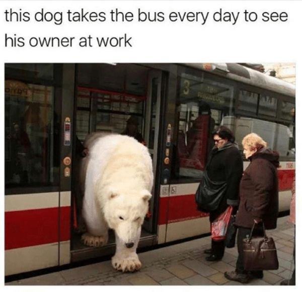typical day in russia - this dog takes the bus every day to see his owner at work