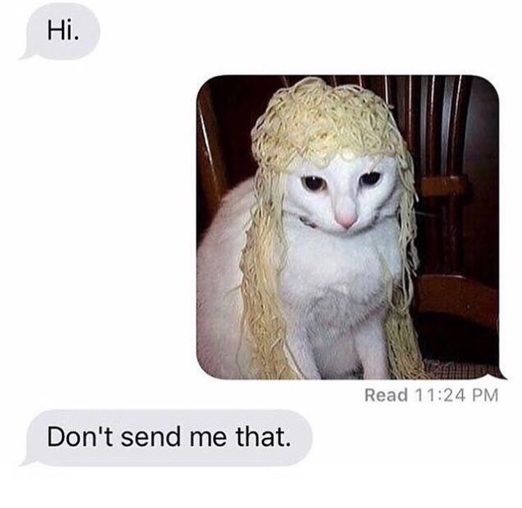 cat spaghetti - Hi Read Don't send me that.