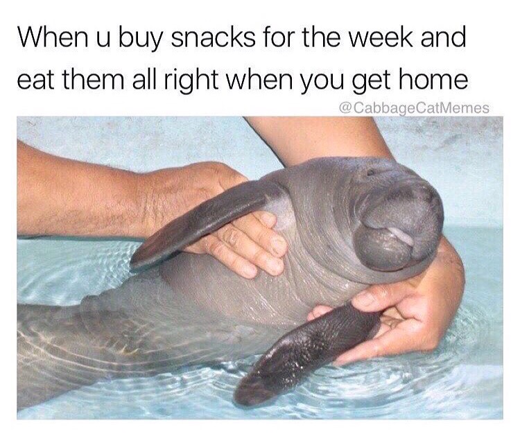 baby manatee - When u buy snacks for the week and eat them all right when you get home