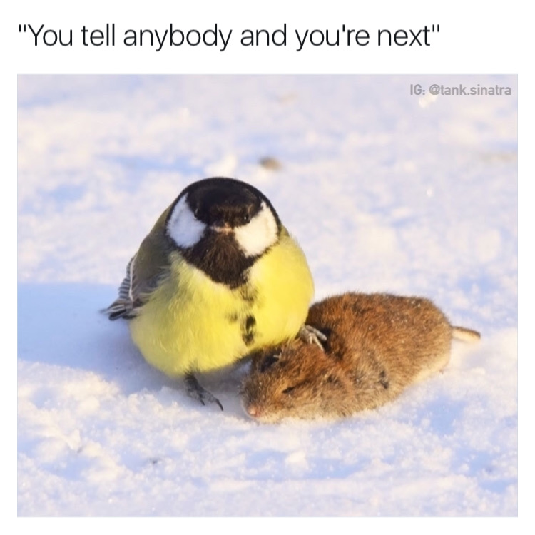 funny bird memes - "You tell anybody and you're next" Ig .sinatra