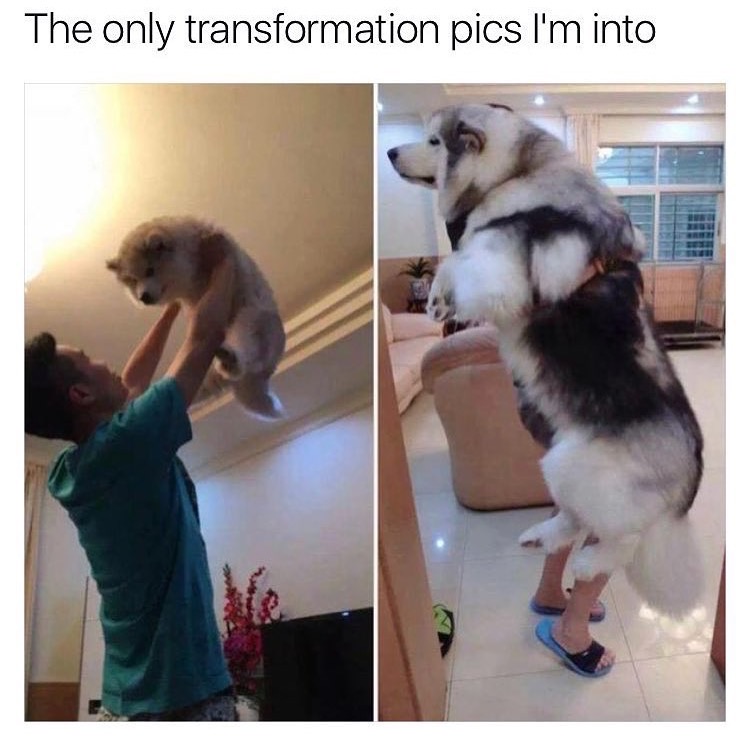 smol doggo memes - The only transformation pics I'm into
