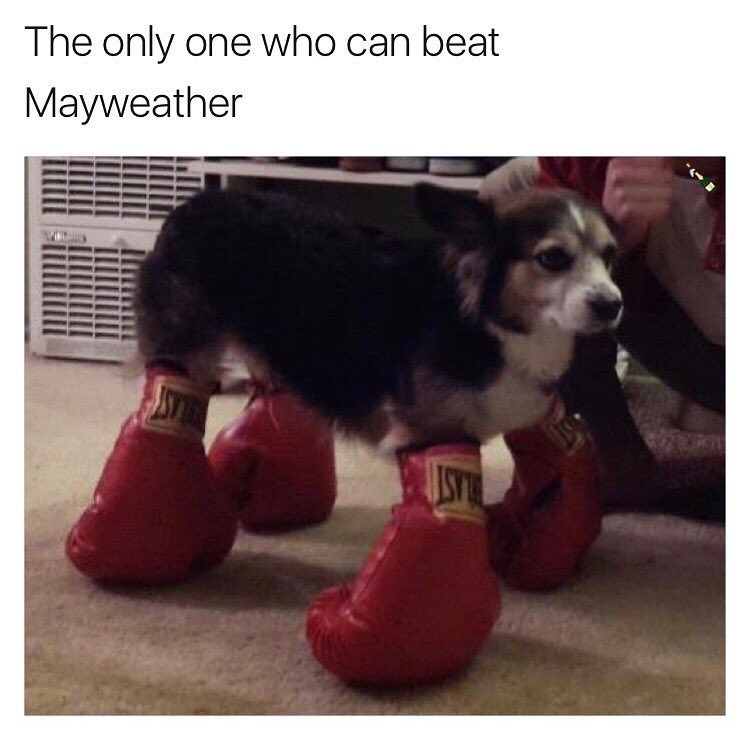 fresh memes 2017 - The only one who can beat Mayweather
