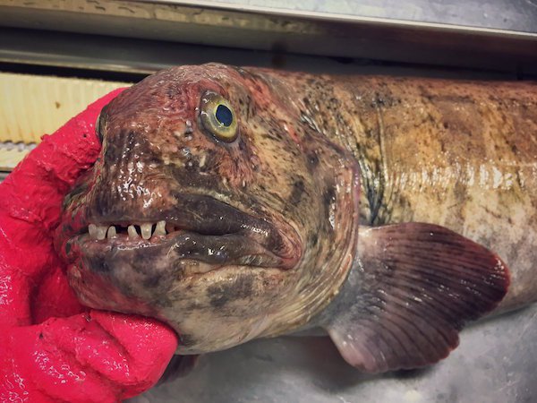 24 Deep-Sea Catches That Will Haunt Your Dreams