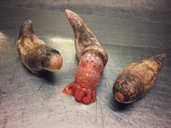 24 Deep-Sea Catches That Will Haunt Your Dreams