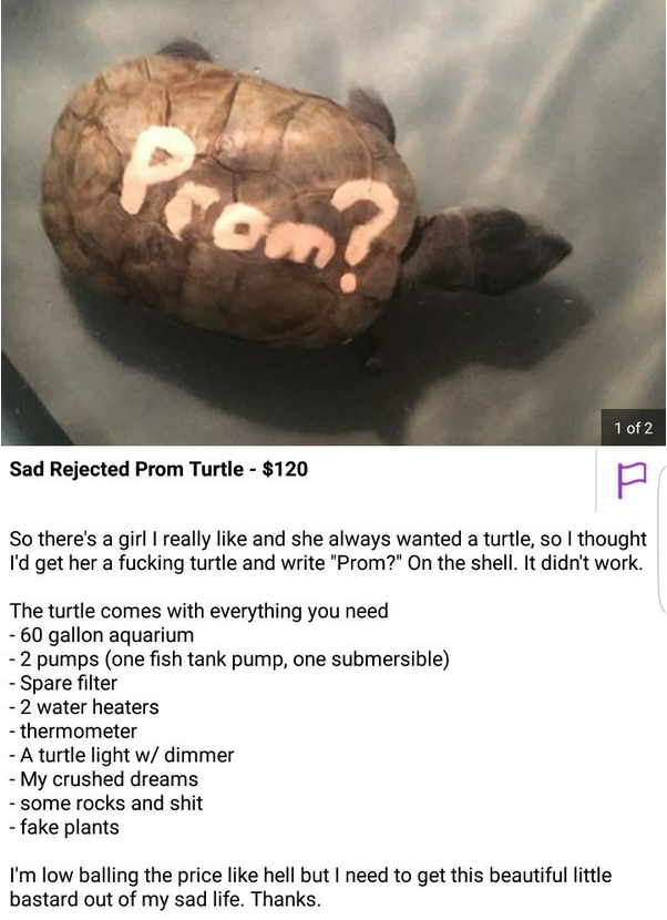 tortoise - 1 of 2 Sad Rejected Prom Turtle $120 So there's a girl I really and she always wanted a turtle, so I thought I'd get her a fucking turtle and write "Prom? On the shell. It didn't work. The turtle comes with everything you need 60 gallon aquariu