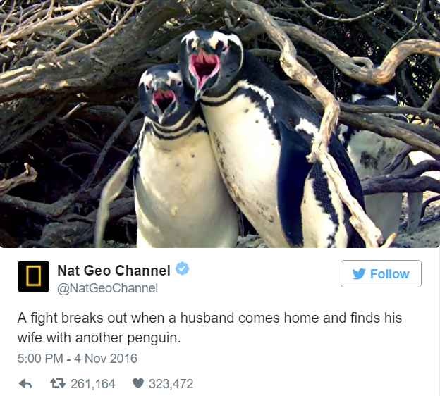 homewrecker penguin - Nat Geo Channel A fight breaks out when a husband comes home and finds his wife with another penguin. t7 261,164 323,472