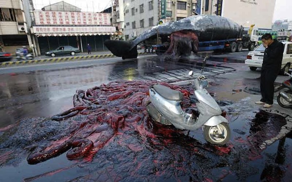 In 2004, a 56-foot-long dead sperm whale was being transported on a truck headed for a necropsy by researchers, when gases from internal decay caused its entrails to explode in the southern city of Tainan, China. 

Residents got a lesson in whale biology they never wanted after the decomposing remains burst on a busy street, showering nearby cars and shops with blood and organs and stopping traffic for hours. We bet they had a "whale of time" cleaning up that mess. (Come on, we had to say it!)