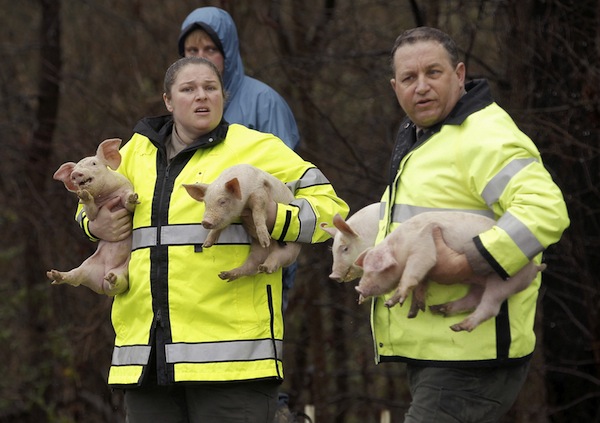 Piglets on their way to slaughter were involved in a 2015 crash in Raleigh, North Carolina. The semi, aptly named "Pork Chop," was carrying 2,600 pink passengers when it fell on its side, hitting a guard rail. Police and animal control officers were on the scene and reported that some of the swine were "seriously injured." The survivors who fanned out across the roadway were picked up by officials. We hope some were spared from the dinner table.