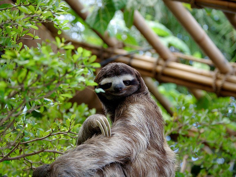 Sloths almost die every time they poop (which is only once a week), and it looks terrifying.
