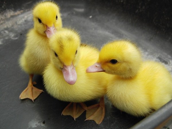 Ducklings can recognize the concepts of “same” and “different.”