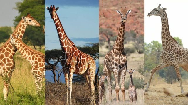 It turns out there are actually four species of giraffe, not just one.