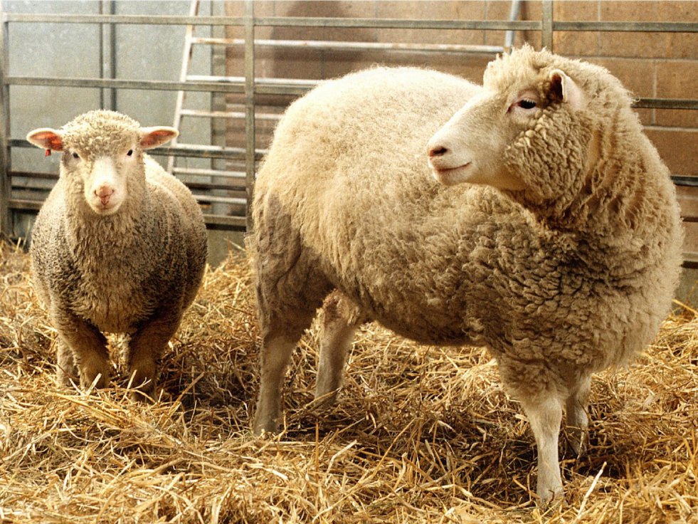 Cloned animals can age healthily – four clones of the original cloned sheep, Dolly, have lived to old age with no obvious long-term health issues.