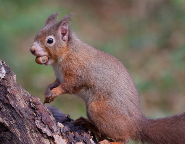 Some red squirrels in Britain carry a strain of leprosy seen in humans in the Middle Ages.