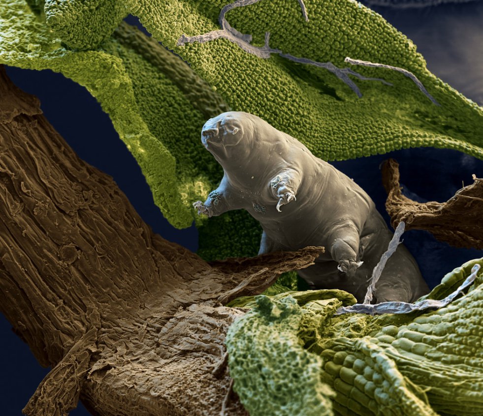 Tardigrades are so indestructible because they have a built-in toolkit to protect their DNA from damage. These tiny creatures can survive being frozen for decades, can bounce back from total desiccation, and can even handle the harsh radiation of space.