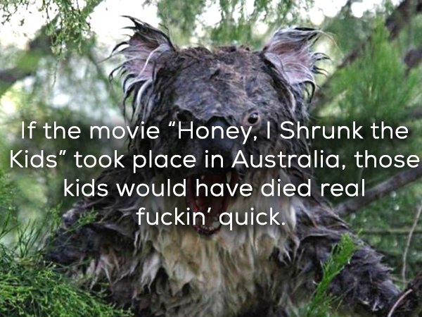 scary wet koala - If the movie "Honey, I Shrunk the Kids" took place in Australia, those kids would have died real fuckin' quick. flin,