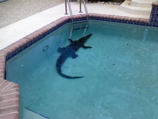 fail crocodile pool