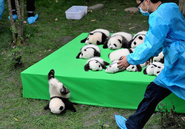 fail roly poly panda