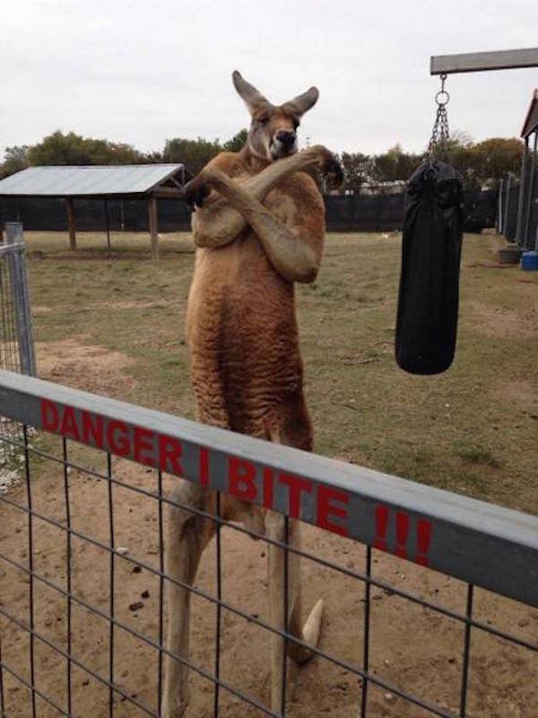 fail weird kangaroos - Danger