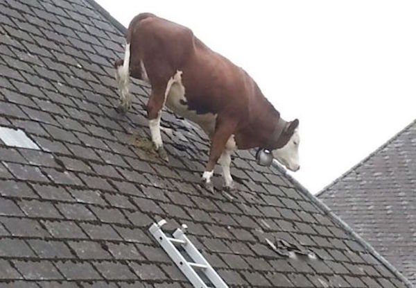 fail now brown cow