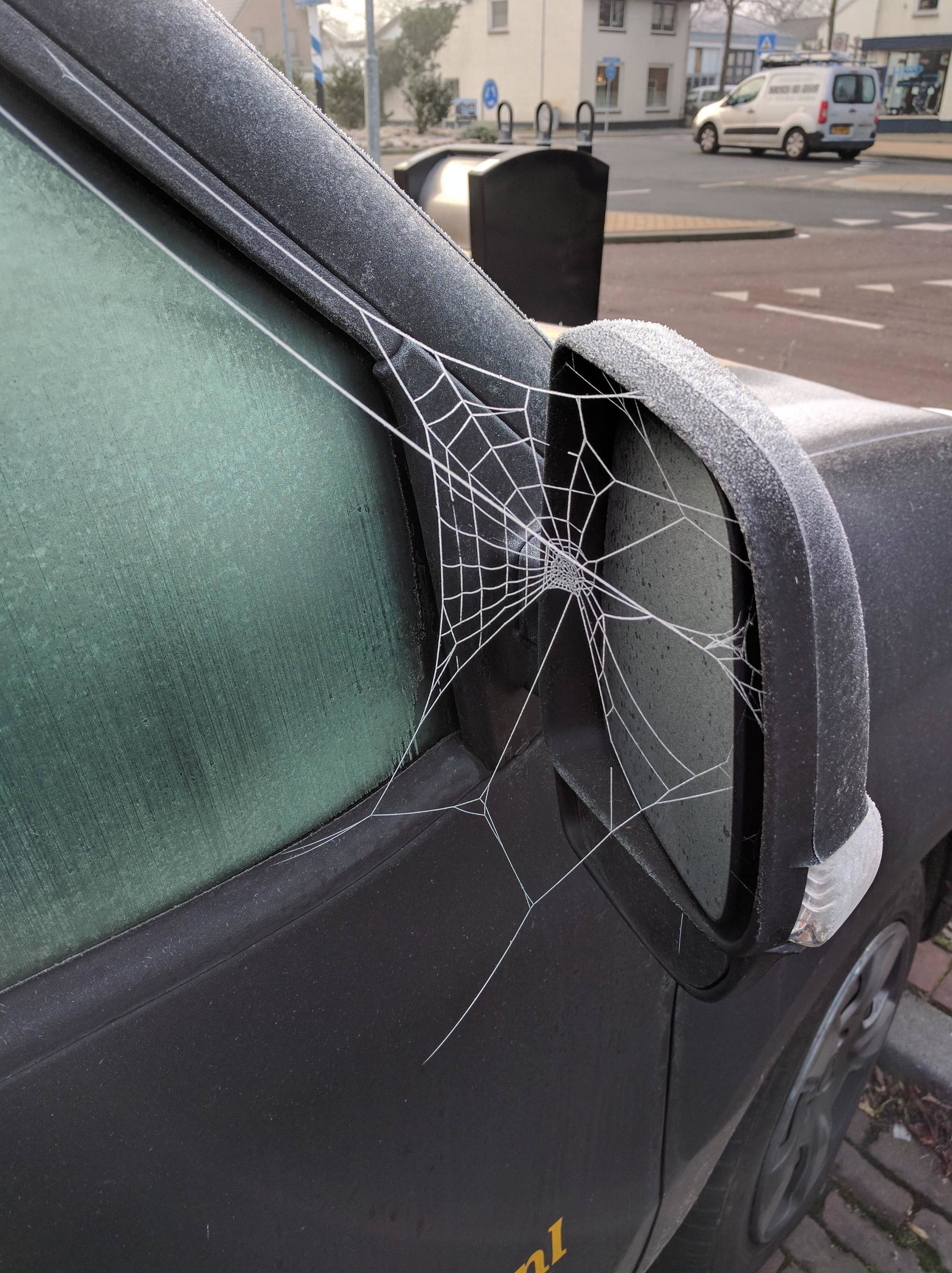 A spider web that froze overnight