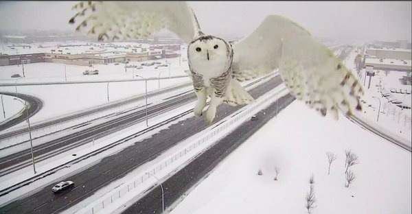 An owl who wants to get a little bit of attention.