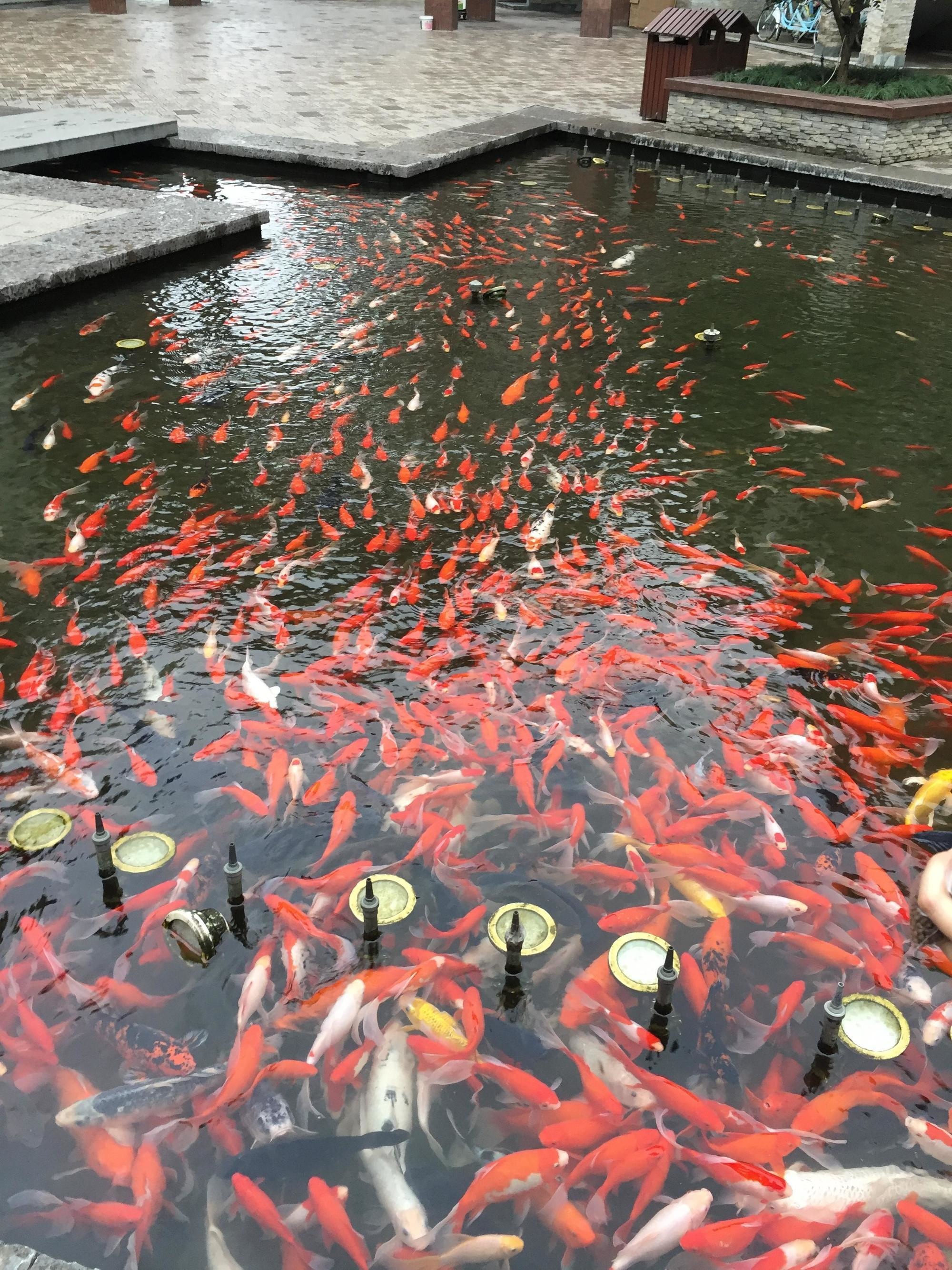 A park full of gold fish and they are all swimming in a huddle together.