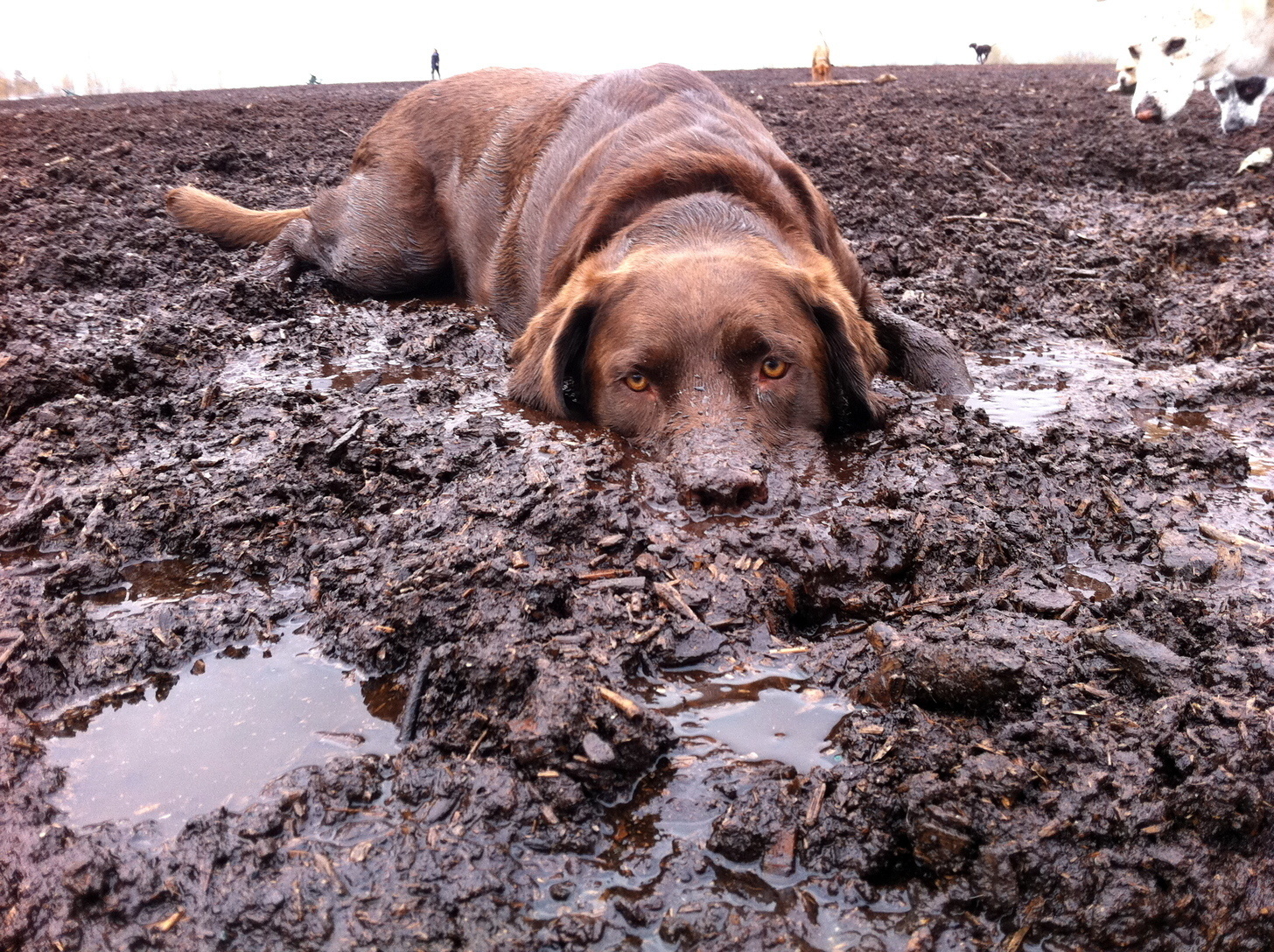 This dog knows he is about to get in trouble with his human.