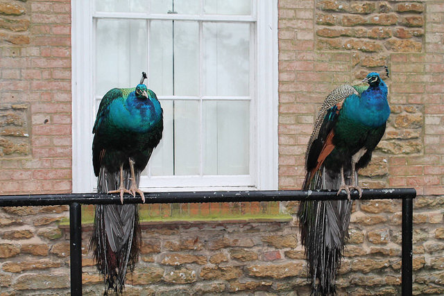 Two peacocks simply hanging out and pondering life.