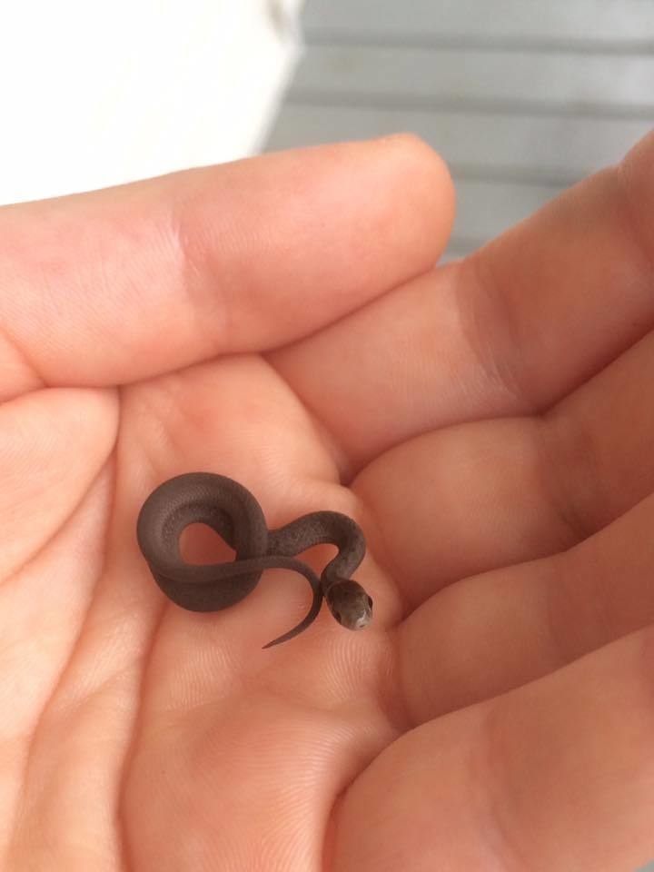 A teeny-tiny, itty-bitty snake made its way into a man's backyard.