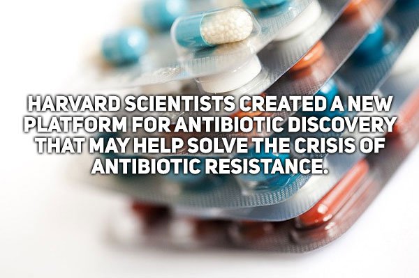 pill - Harvard Scientists Created A New Platform For Antibiotic Discovery That May Help Solve The Crisis Of Antibiotic Resistance.