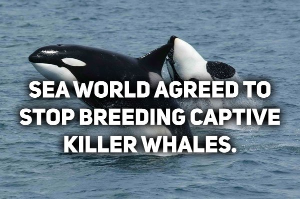 killer whales - Sea World Agreed To Stop Breeding Captive Killer Whales.