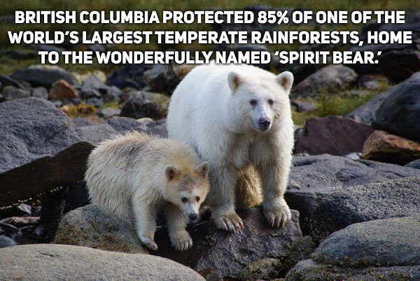 kermode bear - British Columbia Protected 85% Of One Of The World'S Largest Temperate Rainforests, Home To The Wonderfully Named 'Spirit Bear