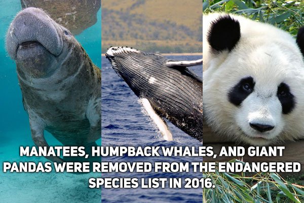 Manatees, Humpback Whales, And Giant Pandas Were Removed From The Endangered Species List In 2016.