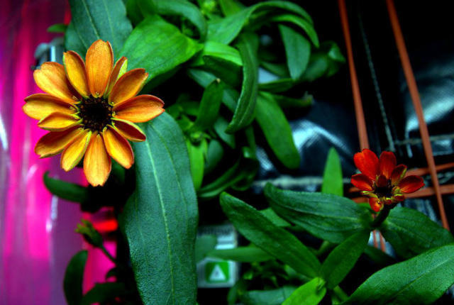 The International Space Station grew the first ever flower in space using a system designed by NASA.