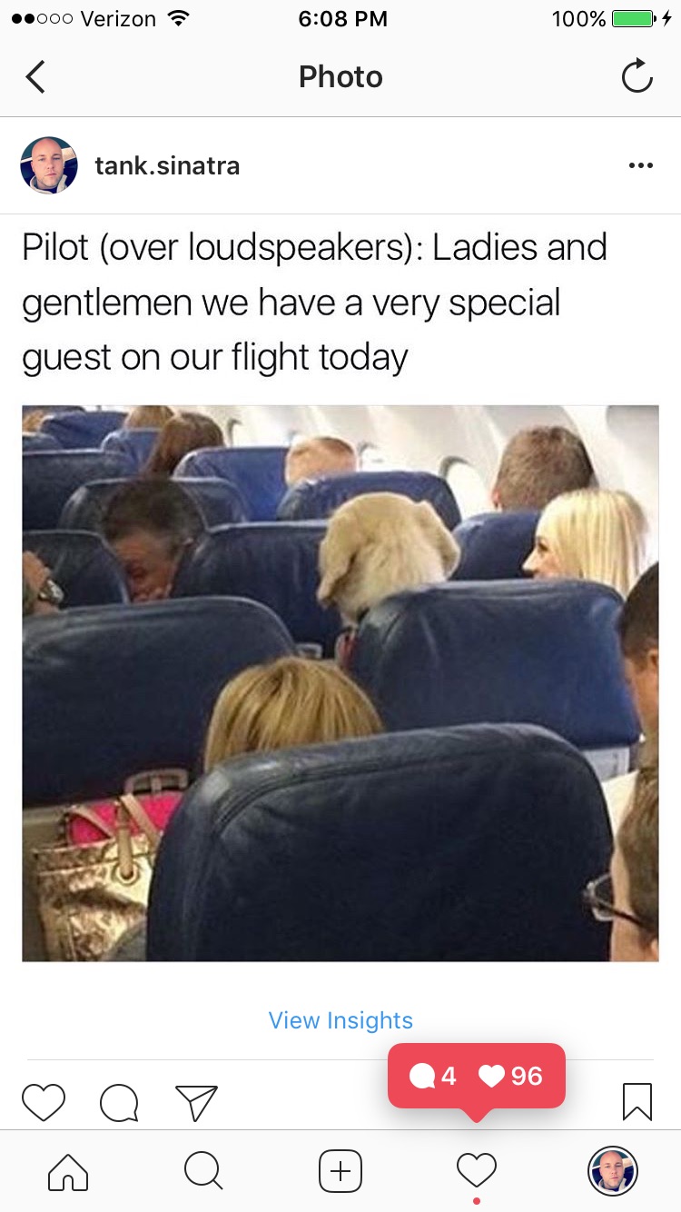 memes - dog on plane meme - .000 Verizon 100% O4 Photo tank.sinatra Pilot over loudspeakers Ladies and gentlemen we have a very special guest on our flight today View Insights Dao 2496 a