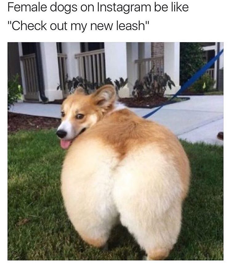 memes - funny female dogs - Female dogs on Instagram be "Check out my new leash"