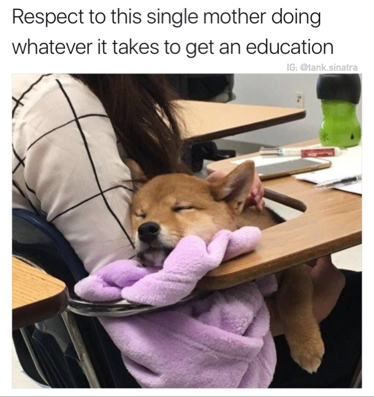 memes - you take your dog to school - Respect to this single mother doing whatever it takes to get an education Ig .sinatra