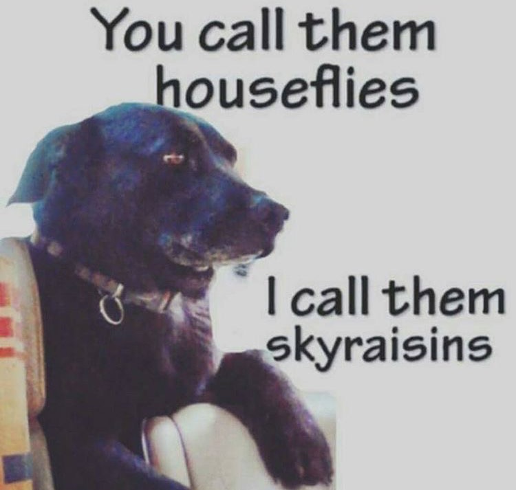 memes - swallowed a bug meme - You call them houseflies 4 I call them skyraisins