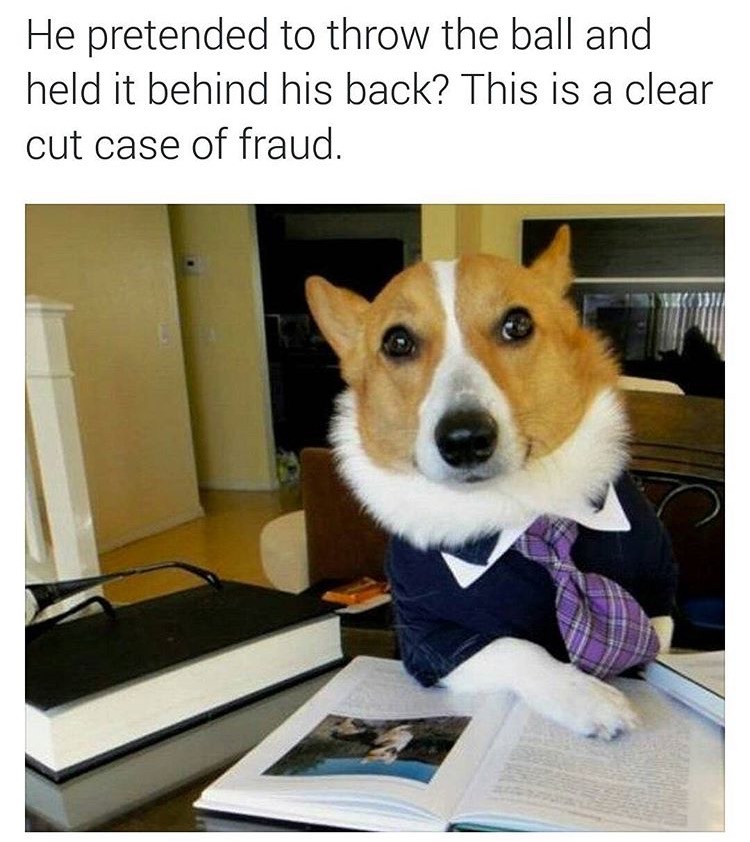 memes - doggo funny - He pretended to throw the ball and held it behind his back? This is a clear cut case of fraud.
