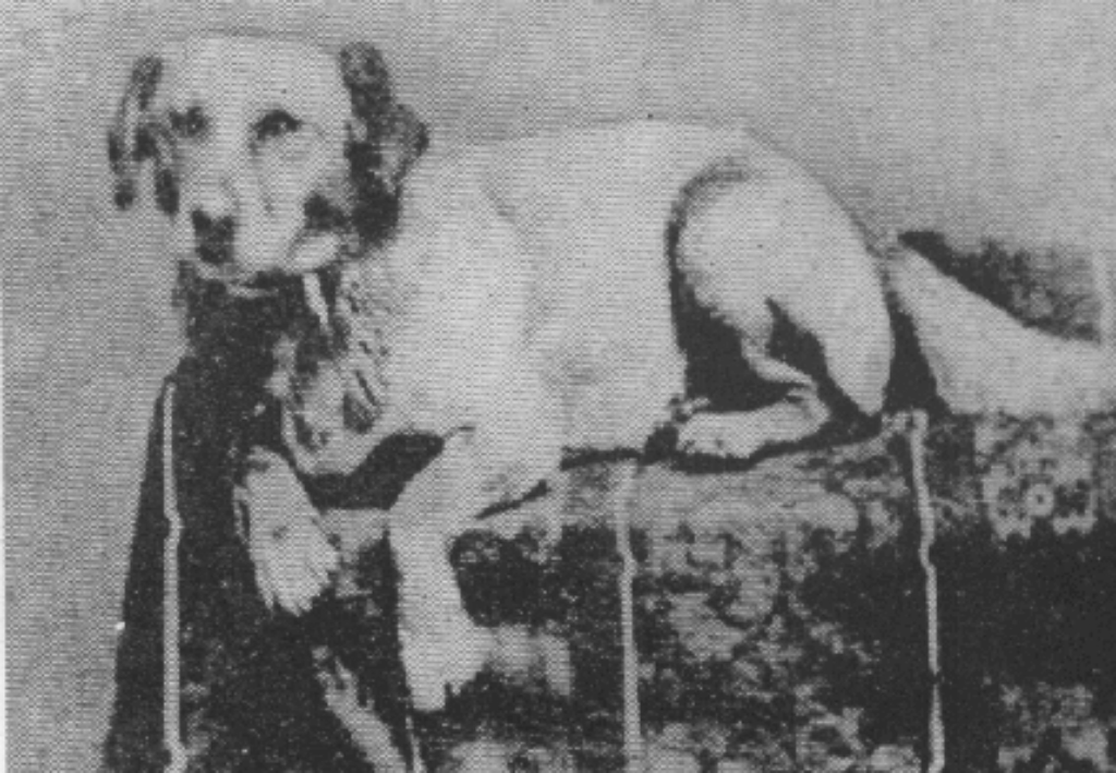 Abraham Lincoln’s beloved mutt Fido – the first Presidential dog to be photographed, and the reason Fido (Latin for “to trust”) became such a popular dog’s name (1861)