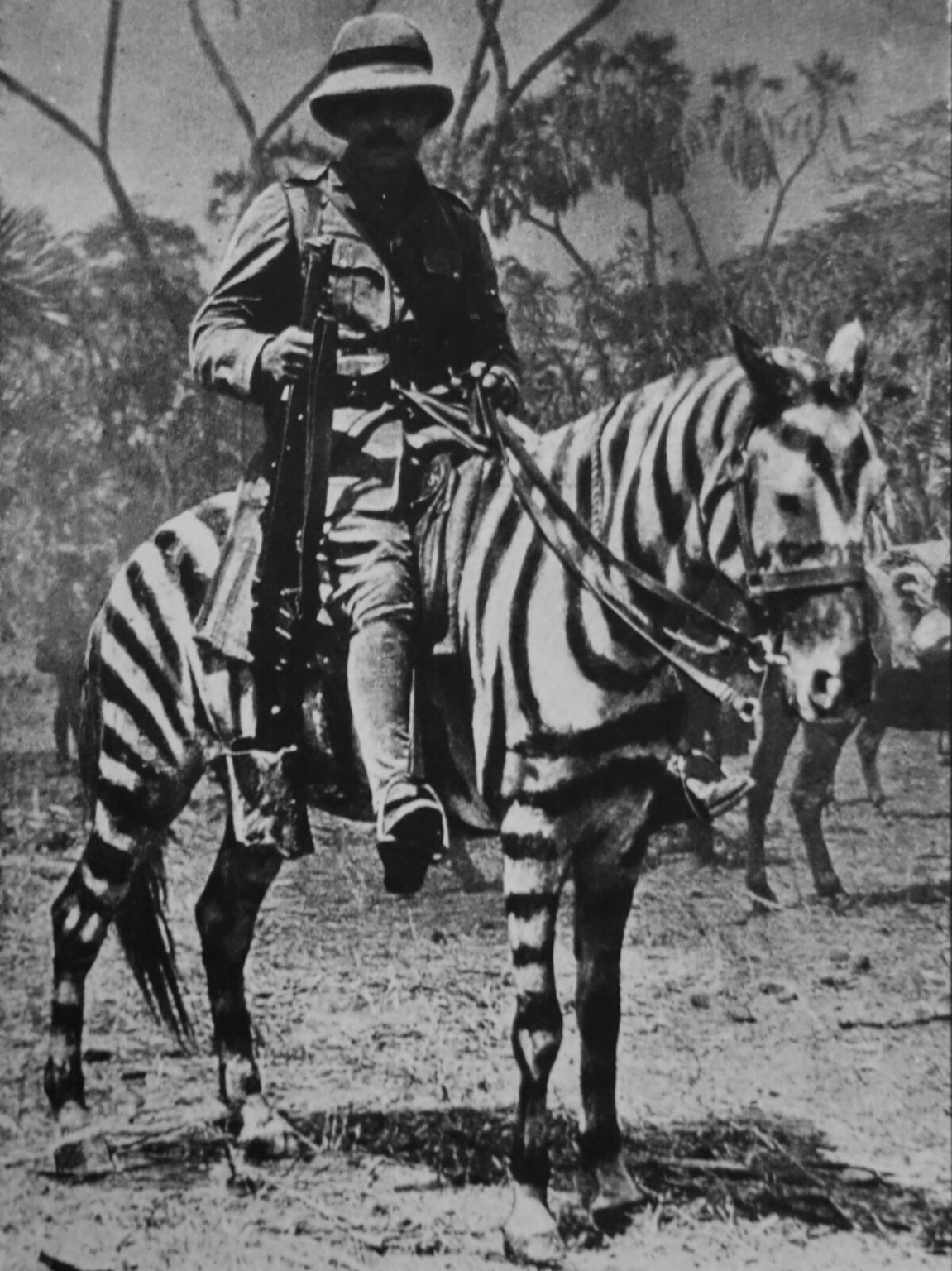 British soldier on a pony in zebra camouflage. East Africa WWI (1915)